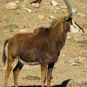 Sable antelope