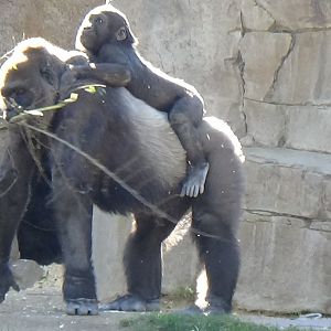 Western lowland gorilla and infant