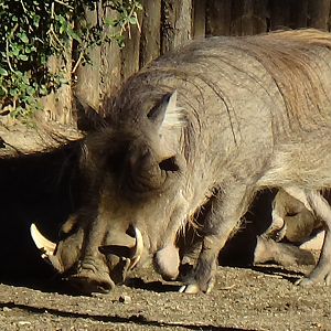 Common warthog