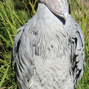 Shoebill