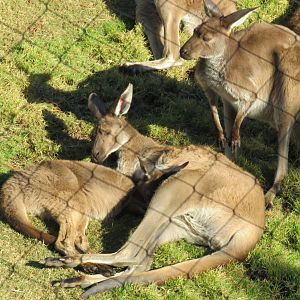Western grey kangaroo