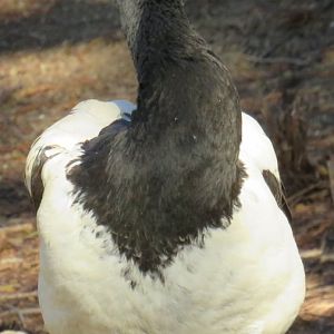 Magpie goose