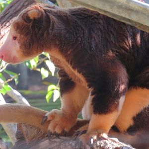 Matschie's tree kangaroo