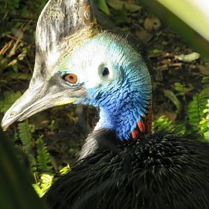 Southern cassowary