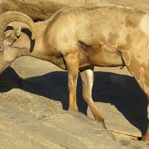 Desert bighorn sheep