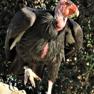 California condor