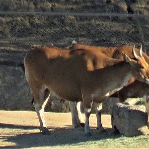 Banteng