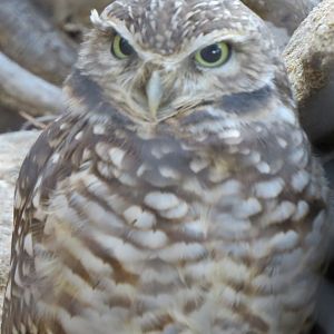 Burrowing owl