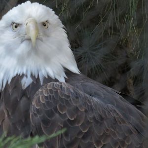 Bald eagle