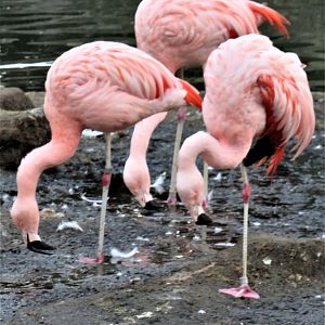 Chilean flamingos