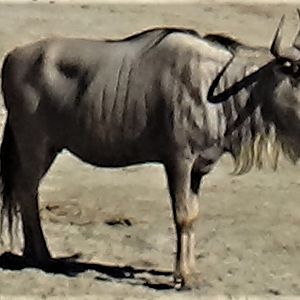 Wildebeest