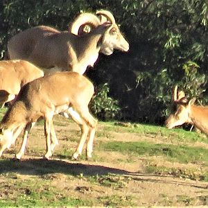 Transcaspian urial