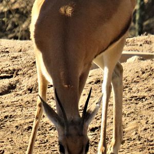 Red-fronted gazelle