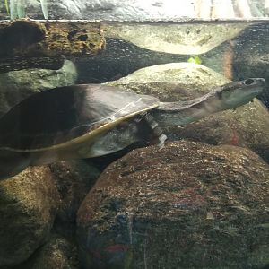 Unlabeled turtle in zoo center
