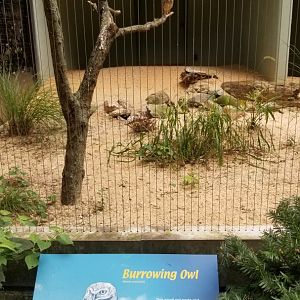 Burrowing Owl