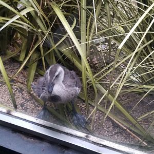 Young African pygmy goose?
