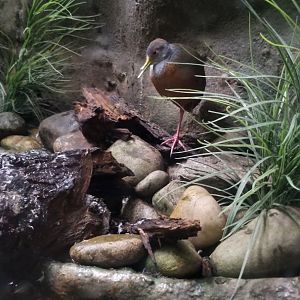 Grey-necked wood rail