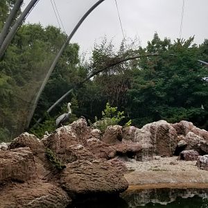 Peruvian Pelican and Magellanic Penguin area