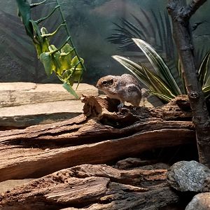 Harris's Antelope Squirrel