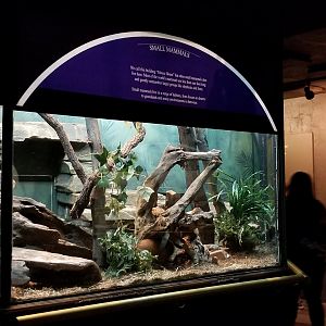 Red-rumped Agouti exhibit