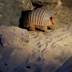 Screaming Hairy Armadillo
