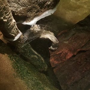 Turtle in Congo area