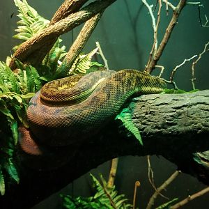 Timor Python