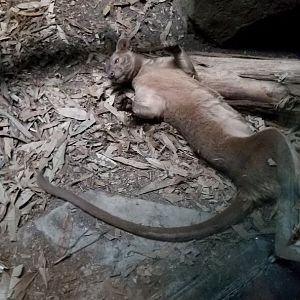 Playful Fossa