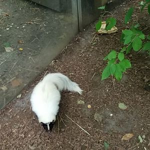 Skunk in Children's Zoo