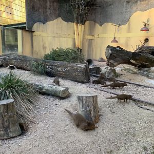 Dwarf Mongoose Exhibit 1 of 2