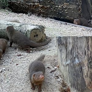 Dwarf Mongoose