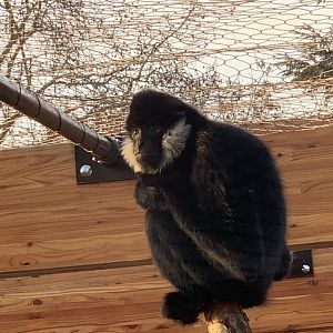 White Cheeked Gibbon