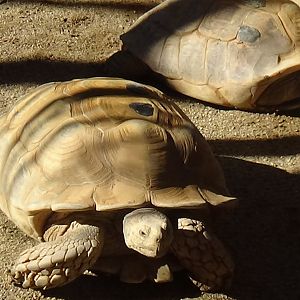 African spurred tortoises