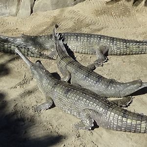 Gharials