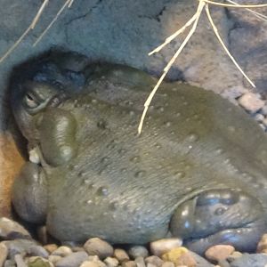 Colorado River toad