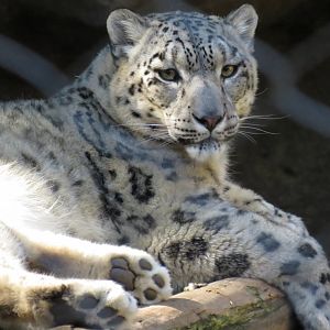 Snow leopard