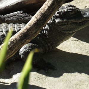 Chinese alligator