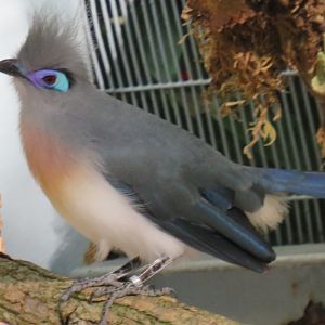 Crested coua