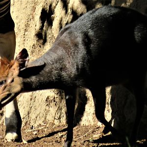 Black duiker