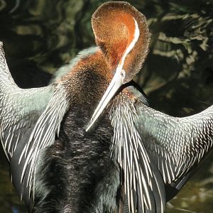 African darter