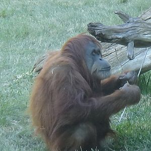 Orangutan