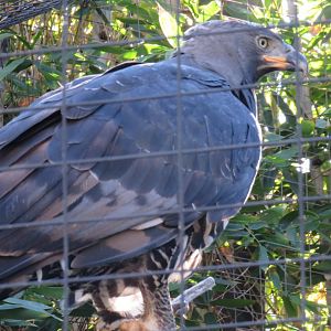 Crowned eagle