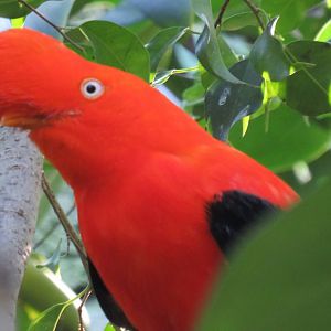 Andean cock-of-the-rock