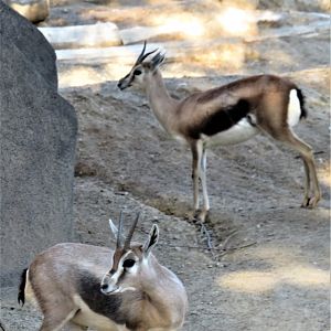 Speke's gazelle