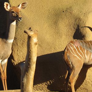 Lesser kudu females