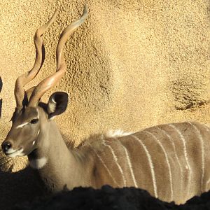 Lesser kudu male