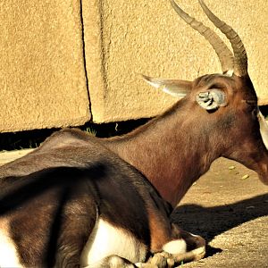 Bontebok