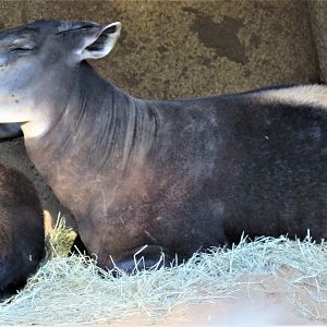 Yellow-backed duiker