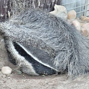 Giant anteater
