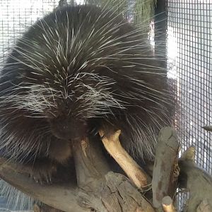 North American porcupine